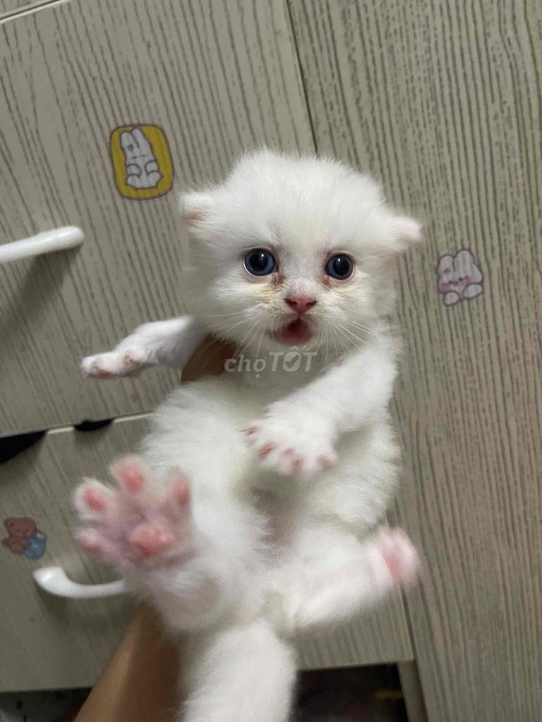 Mèo nhà đẻ cần tìm chủ mới ạ