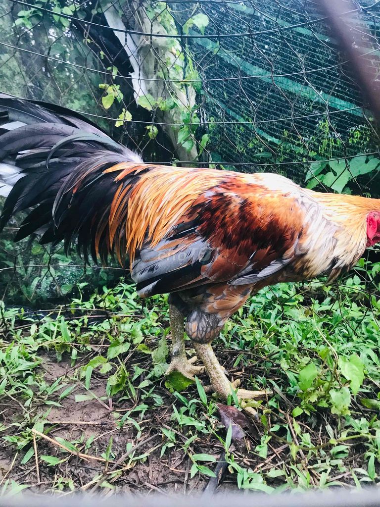 trống tơ 3.7kg. Mua bán Gà tại Huyện Mang Thít Vĩnh Long được đăng bởi Hưng Quoc hình 5