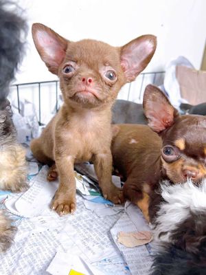 Bầy chihuahua socola. Mua bán Chó tại Thành phố Dĩ An Bình Dương được đăng bởi Quỳnh