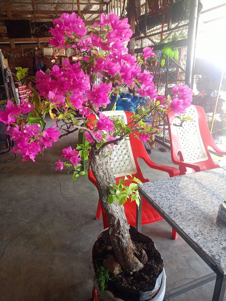 Cây cảnh màu Hồng. Mua bán Cây cảnh, đồ trang trí tại Thị xã Ninh Hòa Khánh Hòa được đăng bởi Nguyễn ngân  hình 1