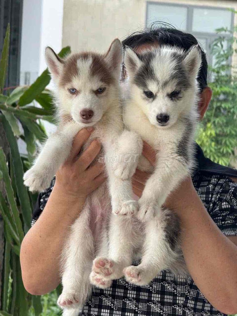 Bán chó husky ở shop 130 đường 2/9 đà nẵng. Mua bán Chó tại Quận Hải Châu Đà Nẵng được đăng bởi Chó Cảnh Đà Nẵng 130 đường 2 9  hình 1