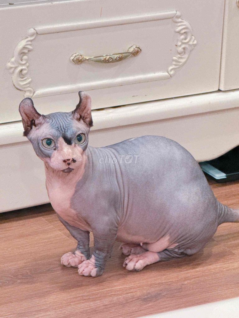 Mèo Sphynx cái 5 tuổi. Mua bán Mèo tại Quận Long Biên Hà Nội được đăng bởi Hieu Le hình 1