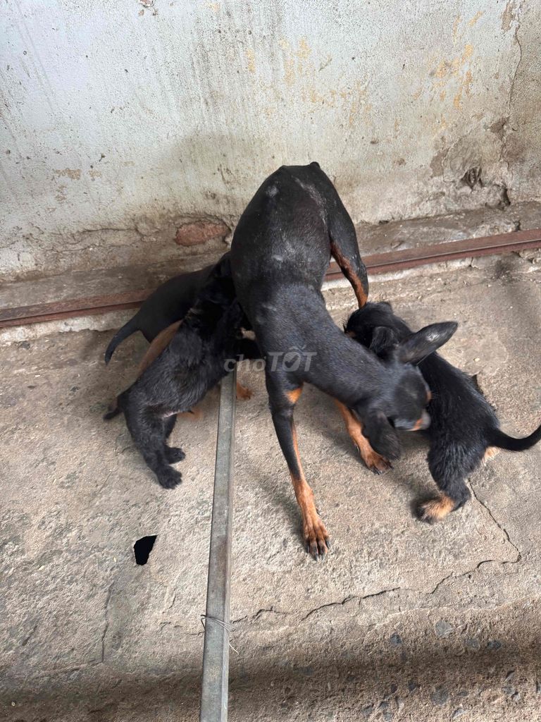 Chó con Đực Cái Đen Nâu. Mua bán Chó tại Thành phố Thanh Hóa Thanh Hóa được đăng bởi lê huy hoai hình 1