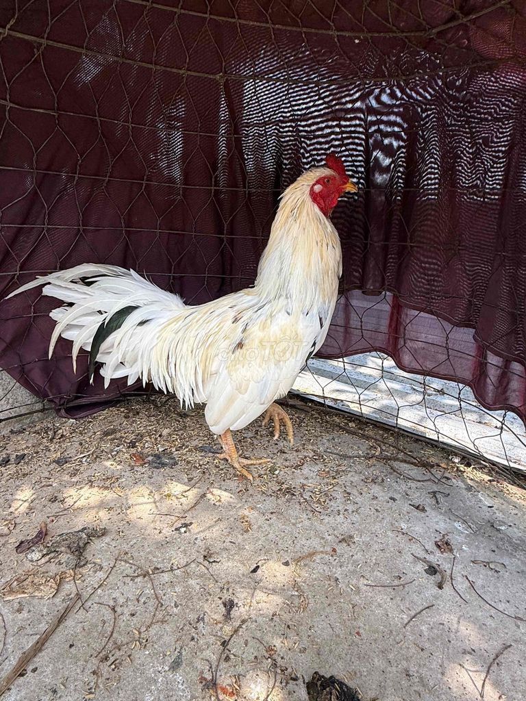 Gà Trắng 2.7kg. Mua bán Gà tại Huyện Cờ Đỏ Cần Thơ được đăng bởi thiện phúc  hình 1