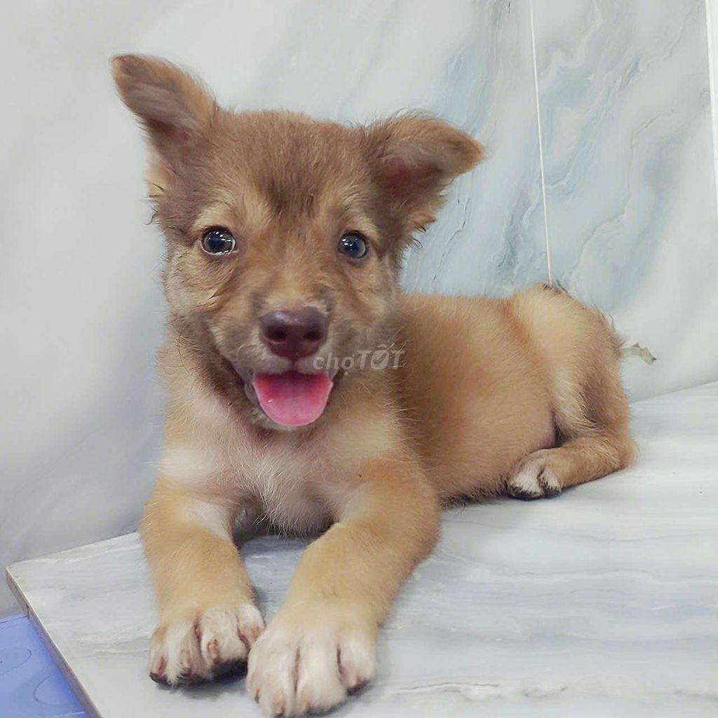 Alaska f mũi nâu mắt xanh ngọc thân thiện. Mua bán Chó tại Quận 6 Tp Hồ Chí Minh được đăng bởi Tăng Chí Lương  hình 1