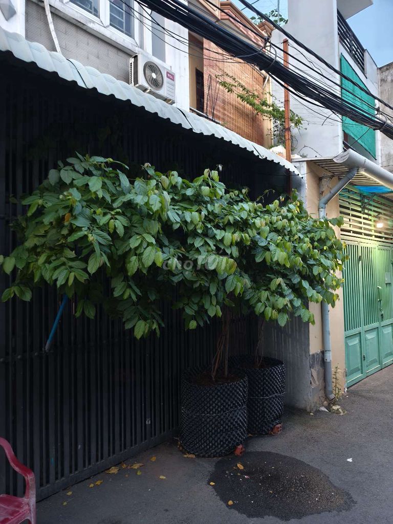 Bán cây hoa sử quân tử