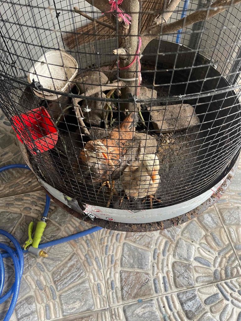 thanh lý gà con. Mua bán Gà tại Quận Bình Tân Tp Hồ Chí Minh được đăng bởi Nguyễn ngọc hoàng hình 1