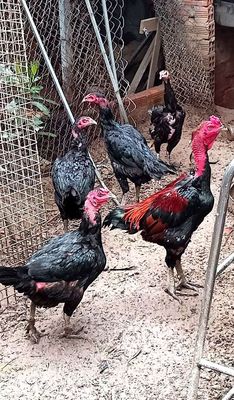 Bầy gà đòn chọi con. Mua bán Gà tại Quận 12 Tp Hồ Chí Minh được đăng bởi Gà Chọi