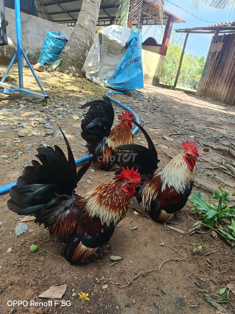 Gà tre Thái siêu lùn 2 con. Mua bán Gà tại Huyện Châu Thành Đồng Tháp được đăng bởi tan duc hình 1