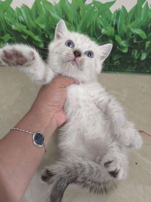 Vũng Tàu HCM bán mèo ALN mắt xanh cá rẻ. Mua bán Mèo tại Thành phố Vũng Tàu Bà Rịa - Vũng Tàu được đăng bởi Miss An