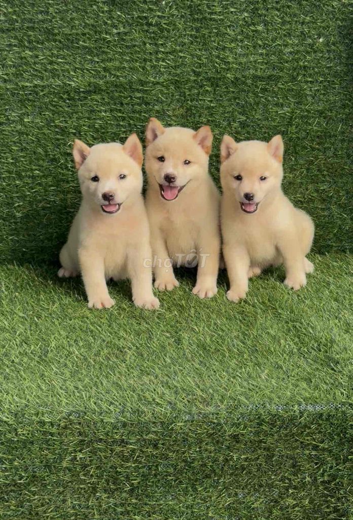 mấy bé shiba đến tuổi về nhà mới
