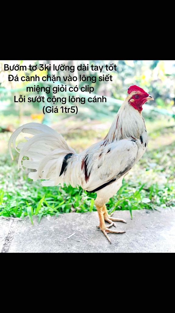 bướm 3ki canh chặn vô lông siết bươi