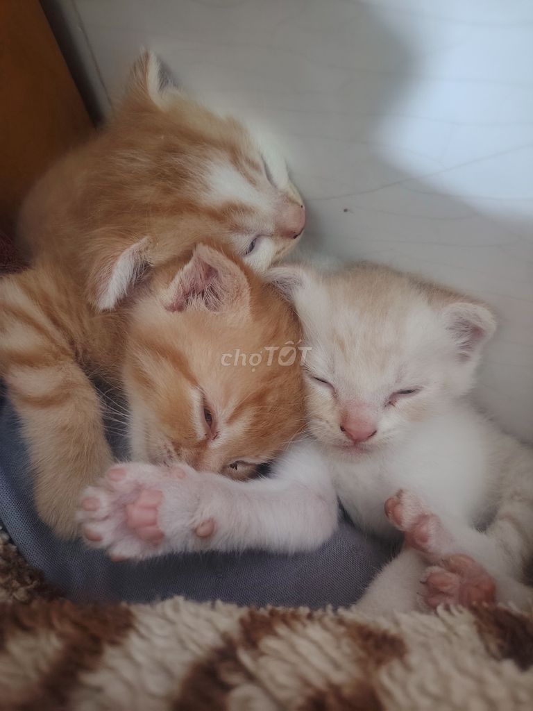 Mèo Anh lông ngắn Vàng kem pha trắng. Mua bán Mèo tại Huyện Đồng Phú Bình Phước được đăng bởi lvwt  hình 1