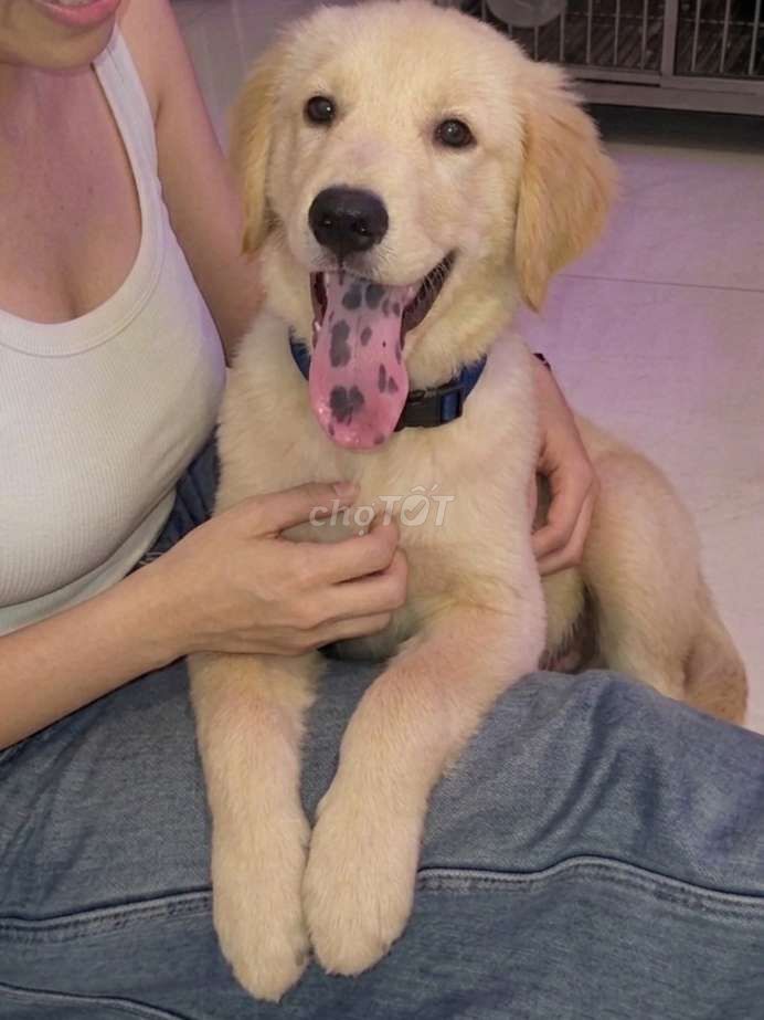 Chó Golden Retriever đực 3tháng lưỡi đốm siêu hiếm. Mua bán Chó tại Quận Tân Bình Tp Hồ Chí Minh được đăng bởi HƯNG LỘC PHÁT hình 1