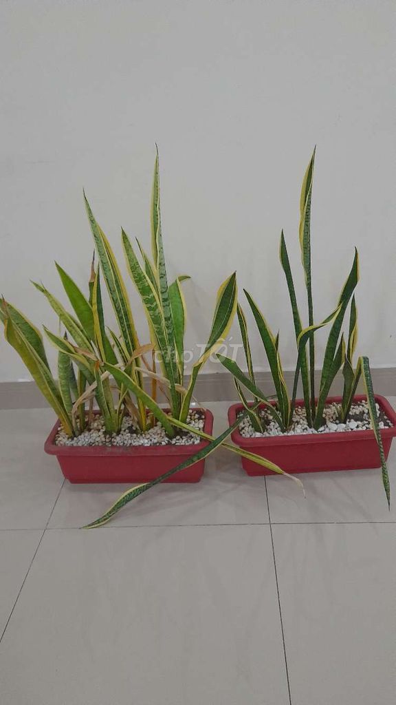 THANH LÝ 2 CHẬU CÂY LƯỠI HỔ NHƯ HÌNH