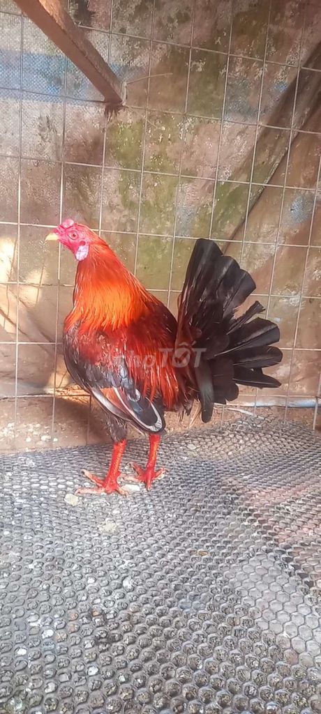 đều 1kg4. Mua bán Gà tại Huyện Tam Bình Vĩnh Long được đăng bởi GàVL hình 1