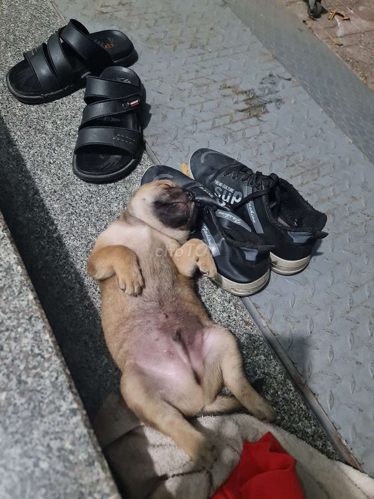 Chó cỏ đực hơn 1 tháng tuổi. Mua bán Chó tại Thành phố Thủ Dầu Một Bình Dương được đăng bởi Nguyen guyên hình 1