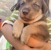 Shop Thú Cưng Uy Tín Giá Rẻ