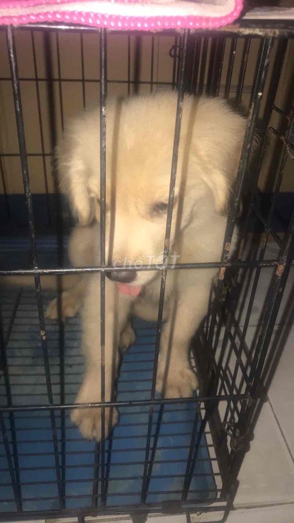 Chó Golden Retriever cái 3 tháng đã tiêm. Mua bán Chó tại Quận Hai Bà Trưng Hà Nội được đăng bởi Lê Hoàng Trung hình 1