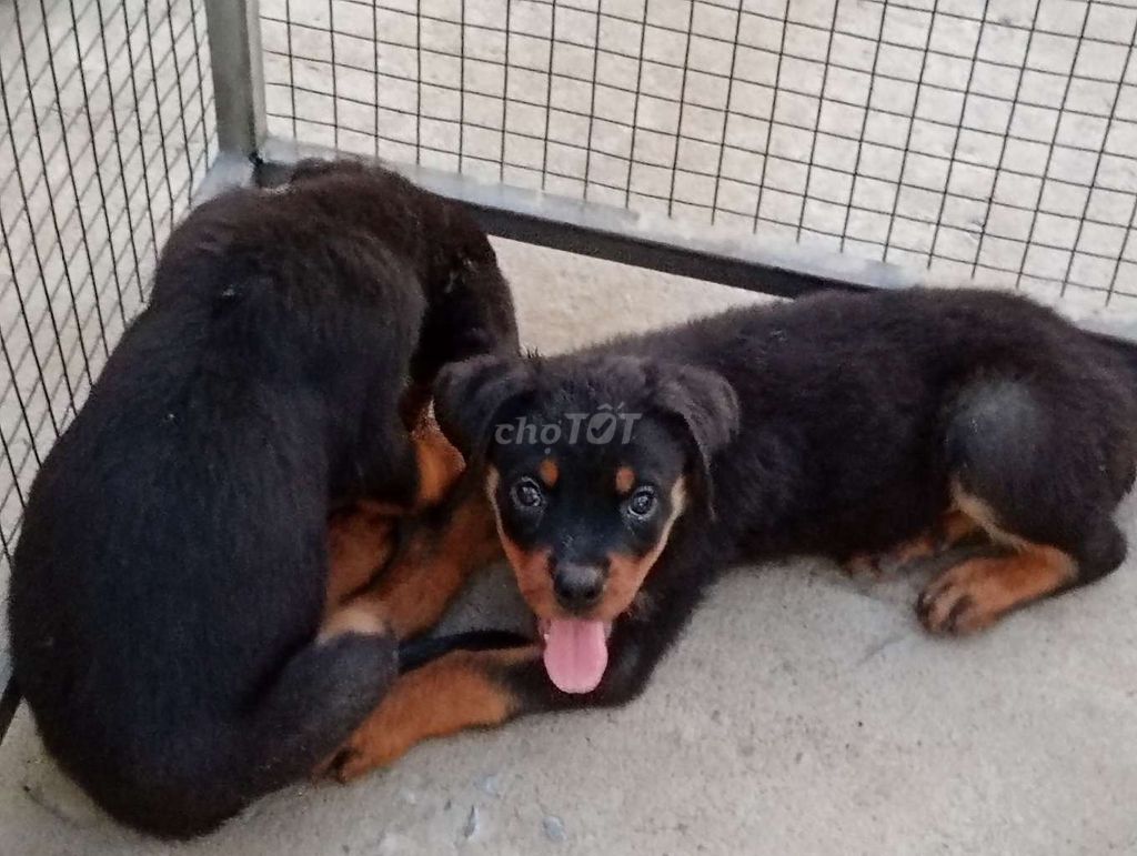 Chó Rottweiler Chuẩn Giống. Mua bán Chó tại Thành phố Phan Thiết Bình Thuận được đăng bởi Nhân Rottweiler  hình 1