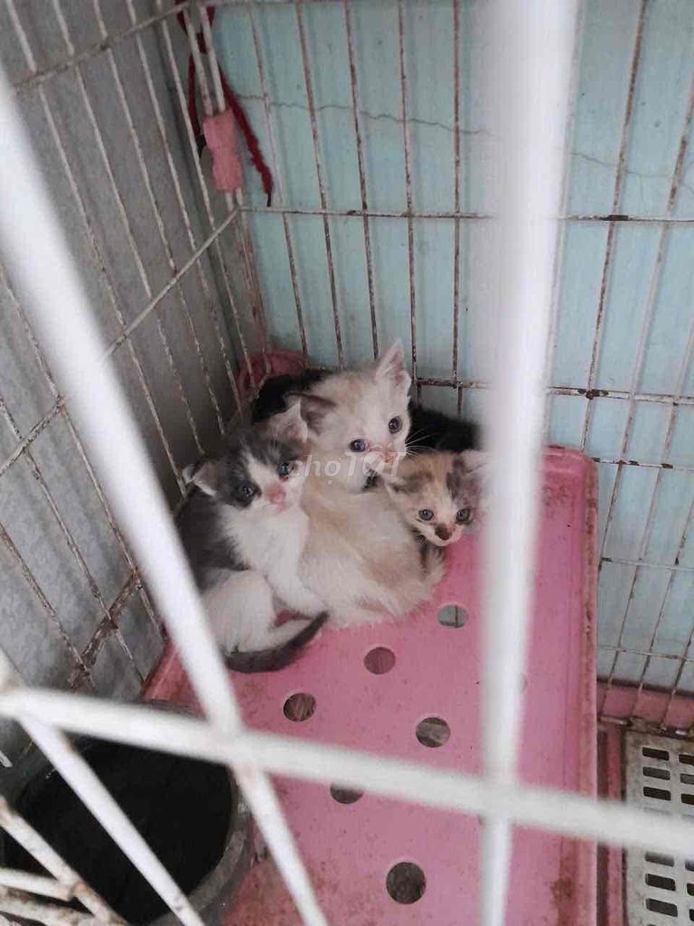 Mèo Anh lông ngắn lai Đa sắc. Mua bán Mèo tại Thành phố Bảo Lộc Lâm Đồng được đăng bởi Quang Đặng hình 1