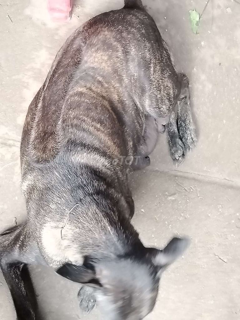 mông cộc  _phú Quốc. Mua bán Chó tại Huyện Bàu Bàng Bình Dương được đăng bởi MrPhong hình 3