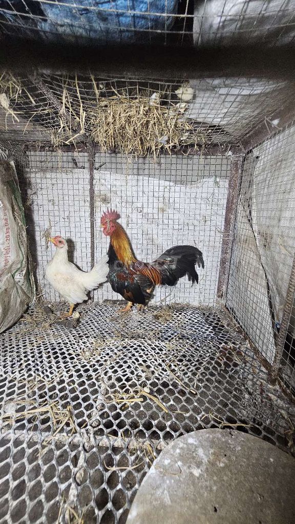 Gà tre Bắc 5-6g Đa màu. Mua bán Gà tại Huyện Châu Đức Bà Rịa - Vũng Tàu được đăng bởi cuong hình 1