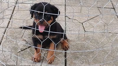 Chó Rottweiler.Thuần..