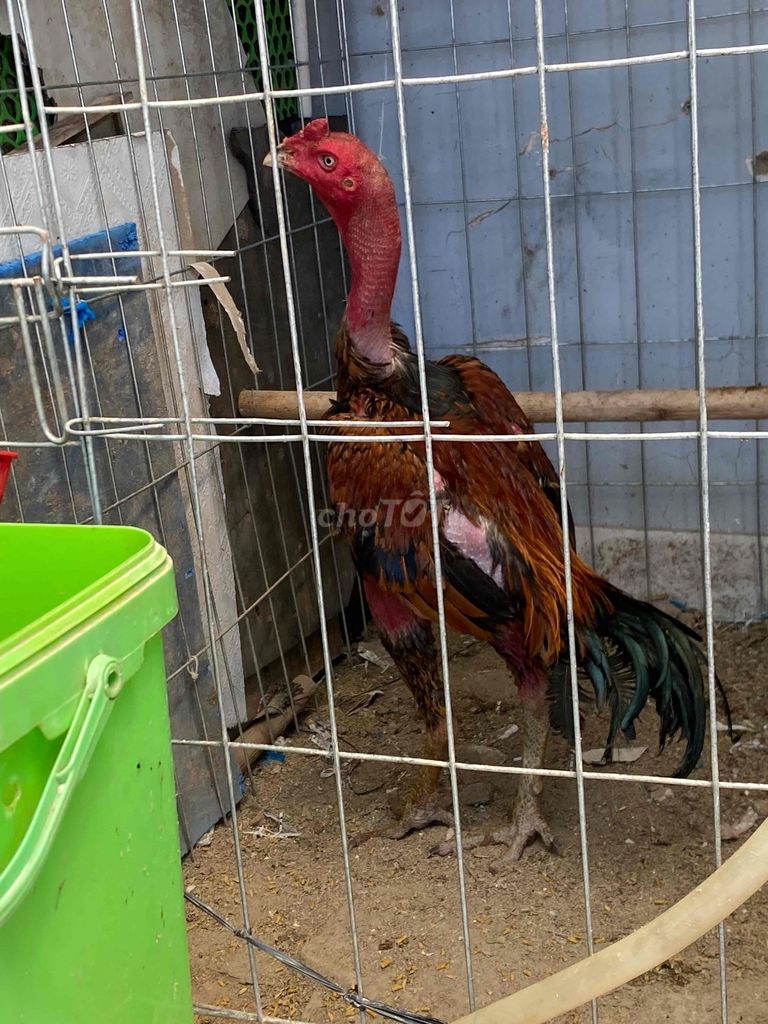 Gà chọi. Mua bán Gà tại Thành phố Đà Lạt Lâm Đồng được đăng bởi Triệu Vân hình 1