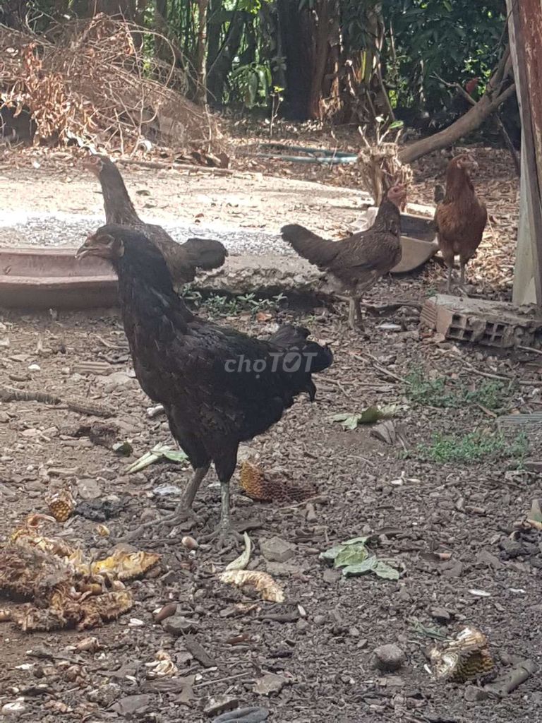 bán bày gà mái lông thái mỹ đang đe ***. Mua bán Gà tại Huyện Châu Đức Bà Rịa - Vũng Tàu được đăng bởi Dh hình 1