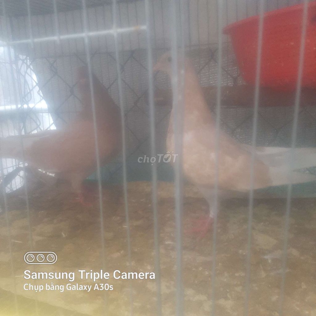 Bồ câu gà Nâu cả hai. Mua bán Chim tại Thị xã Bến Cát Bình Dương được đăng bởi Thach Tam hình 1