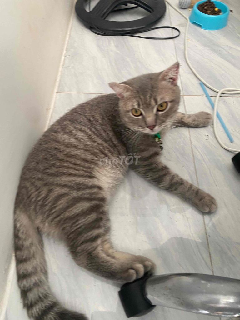 Mèo anh lông ngắn lai, 6 kí hơn