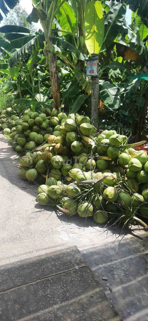 Dừa tươi lâu năm màu xanh. Mua bán Đồ ăn, thực phẩm và các loại khác tại Huyện Long Phú Sóc Trăng được đăng bởi Cô Liên Bán Bánh hình 1
