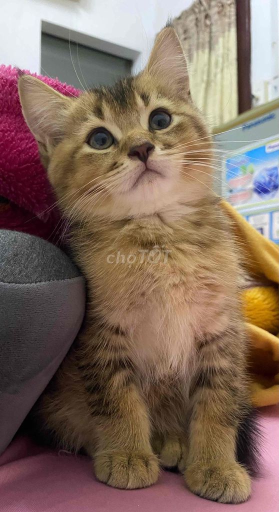 Tìm nhà mới cho bé mèo Golden. Mua bán Mèo tại Quận Bình Thạnh Tp Hồ Chí Minh được đăng bởi abcxyz hình 1