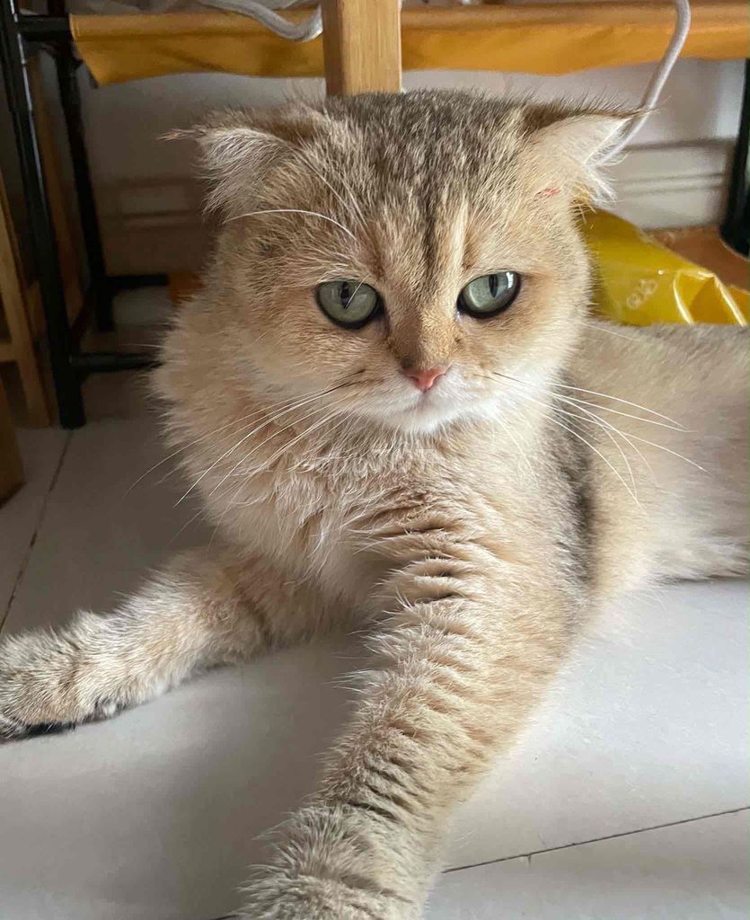 Mèo tai cụp cái Golden Đã Tiêm Ngừa Đầy Đủ. Mua bán Mèo tại Quận Bình Tân Tp Hồ Chí Minh được đăng bởi Phát Trần Tấn hình 1