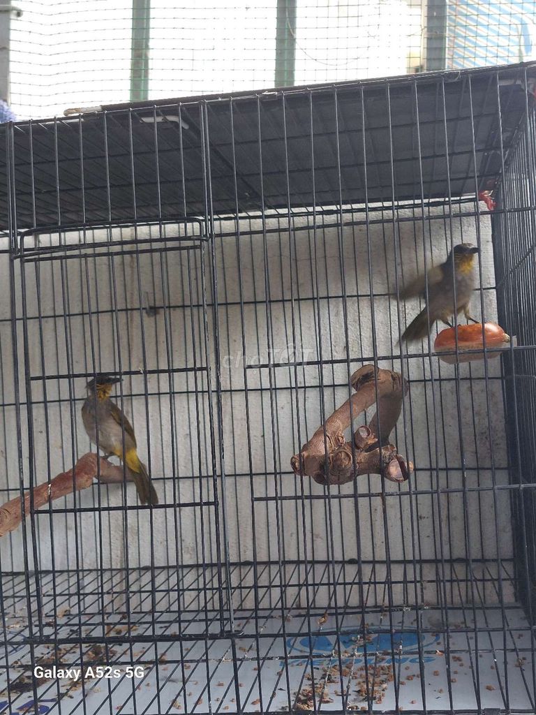 Chim hoành hoạch thơm. Mua bán Chim tại Thành phố Thủ Đức Tp Hồ Chí Minh được đăng bởi Đăng thiện hình 1