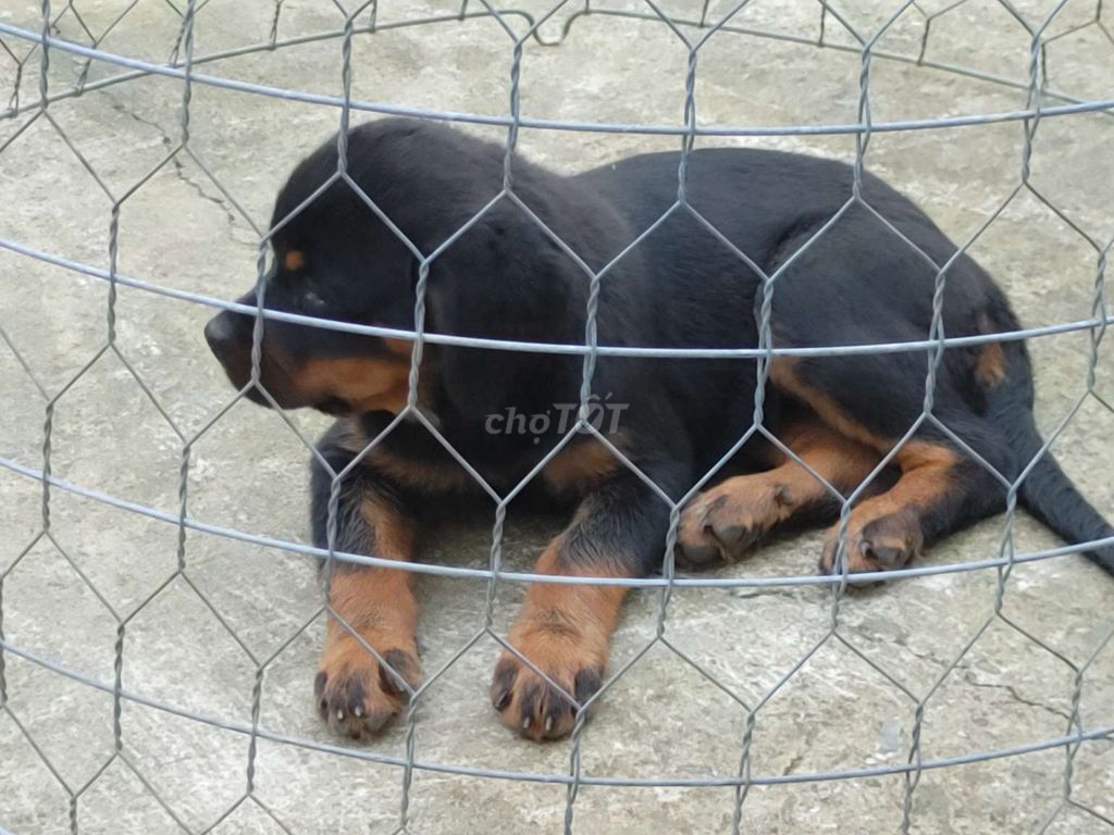 BD. .Rottweiler Thuần. Mua bán Chó tại Thành phố Thủ Dầu Một Bình Dương được đăng bởi Nhân Rottweiler  hình 4