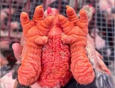 Gà giống đông tảo. Mua bán Gà tại Huyện Quốc Oai Hà Nội được đăng bởi gà đông tảo 