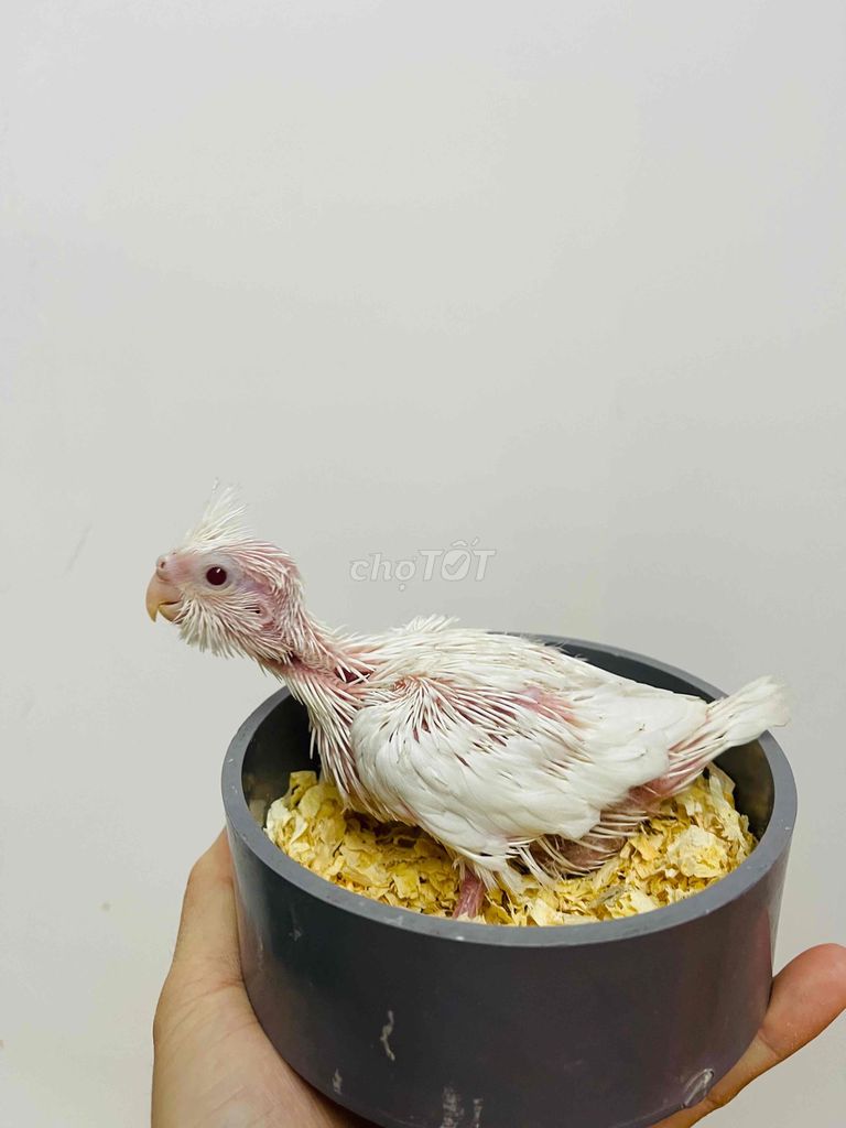 vẹt cockatiel