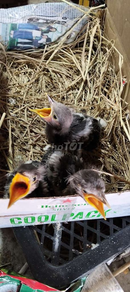 Chim Cưỡng non Đang đút Đen xám. Mua bán Chim tại Huyện Hóc Môn Tp Hồ Chí Minh được đăng bởi Hoàng Ngọc Bà Điểm hình 1