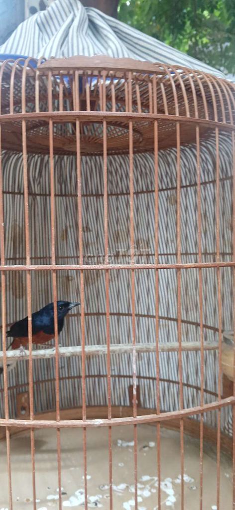 chichd chòe. Mua bán Chim tại Quận Gò Vấp Tp Hồ Chí Minh được đăng bởi Chelinh Nguyen hình 1