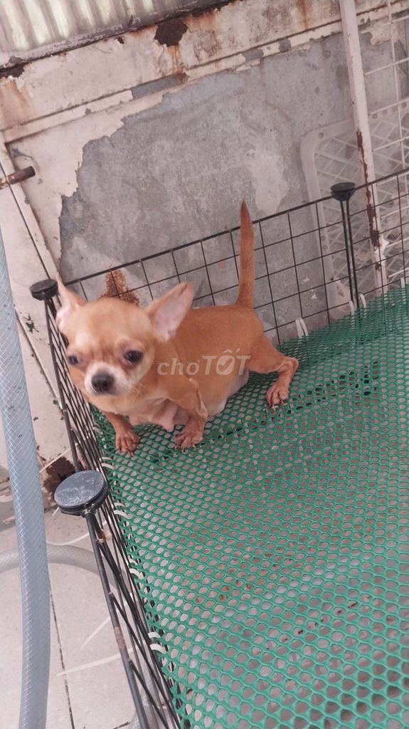 Chihuahua bầu to rõ bụng. Mua bán Chó tại Quận 8 Tp Hồ Chí Minh được đăng bởi chihuahua sài gòn hình 3