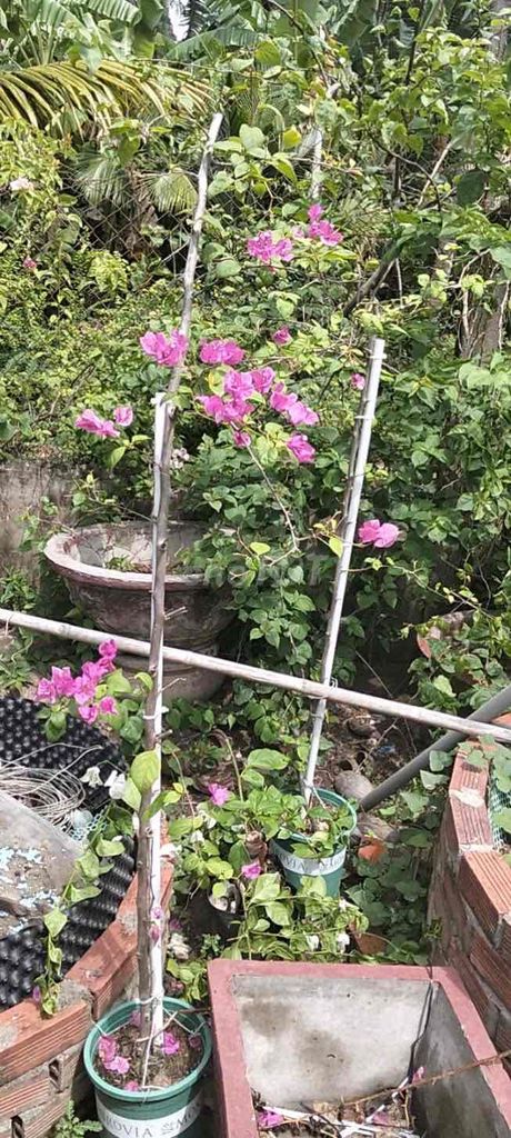 Cây cảnh Hoa giấy Hồng gân leo giàn. Mua bán Cây cảnh, đồ trang trí tại Quận 12 Tp Hồ Chí Minh được đăng bởi Ngọc dung hình 1