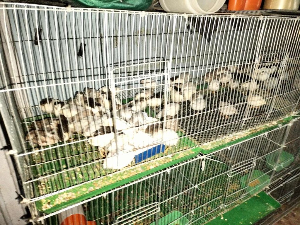 Chim cút cảnh đa sắc đang độ tuổi sinh sản. Mua bán Chim tại Quận Gò Vấp Tp Hồ Chí Minh được đăng bởi Dương Hải hình 1