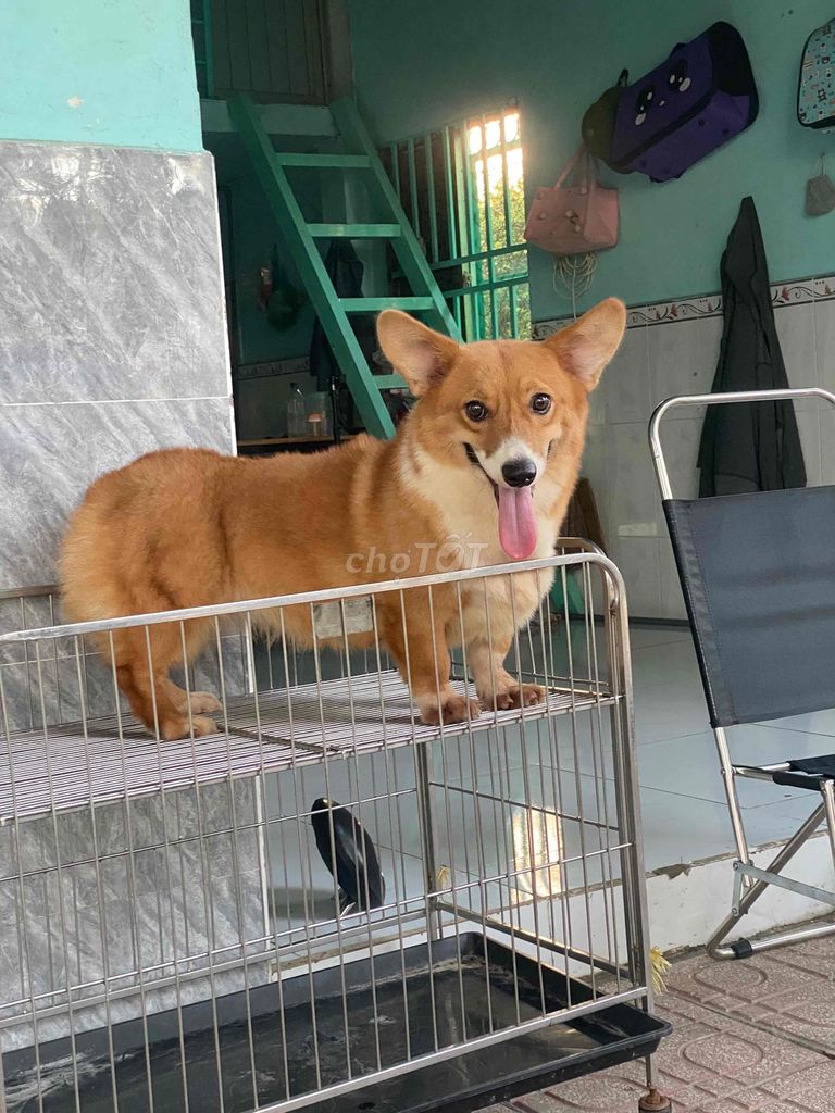 cặp corgi đực cái.tơ