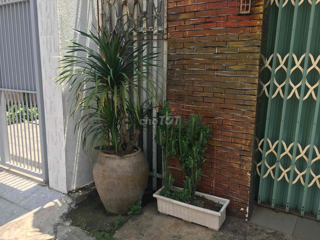 Cây Phát Tài Núi 80-90cm chậu Lu xưa. Mua bán Cây cảnh, đồ trang trí tại Thành phố Biên Hòa Đồng Nai được đăng bởi Tuấn Nguyễn hình 1