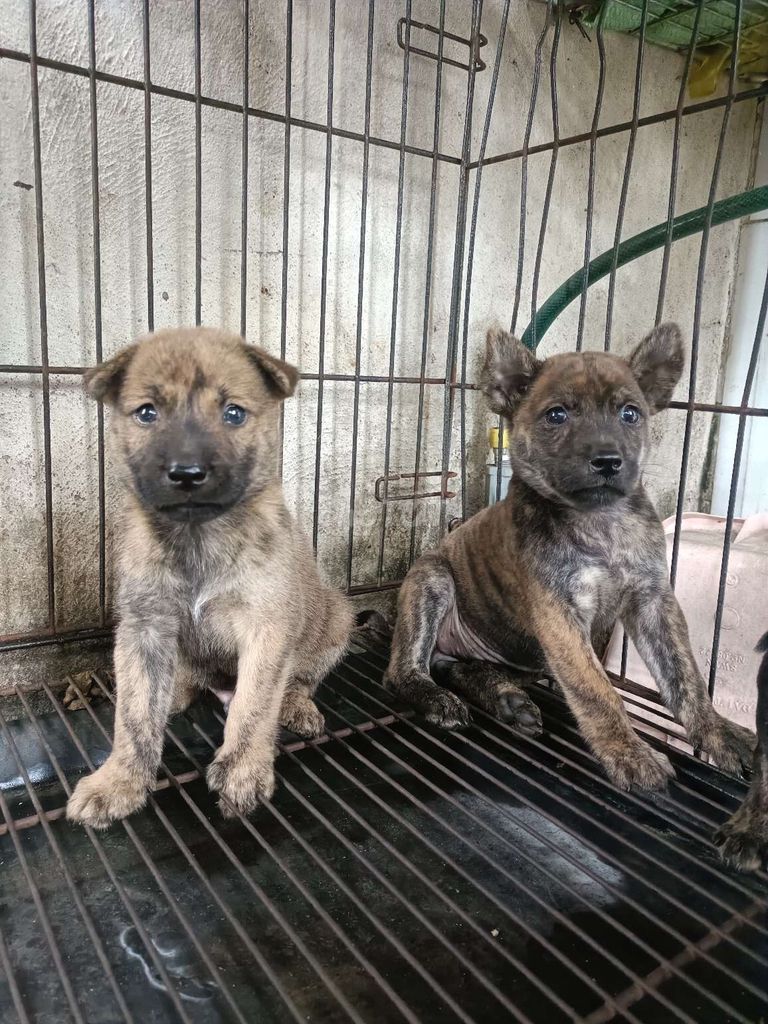 Chó Phú Quốc F1, Chihuahua F2 nâu vện, đen vàng. Mua bán Chó tại Thành phố Dĩ An Bình Dương được đăng bởi Pet shop dĩ an hình 1