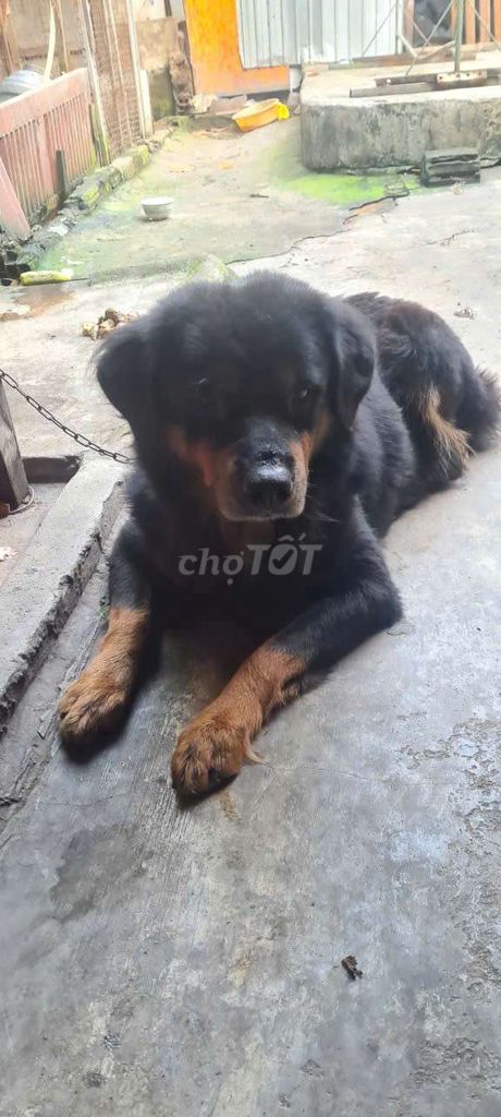 Chó như hình. Mua bán Chó tại Thành phố Biên Hòa Đồng Nai được đăng bởi chu pin hình 3