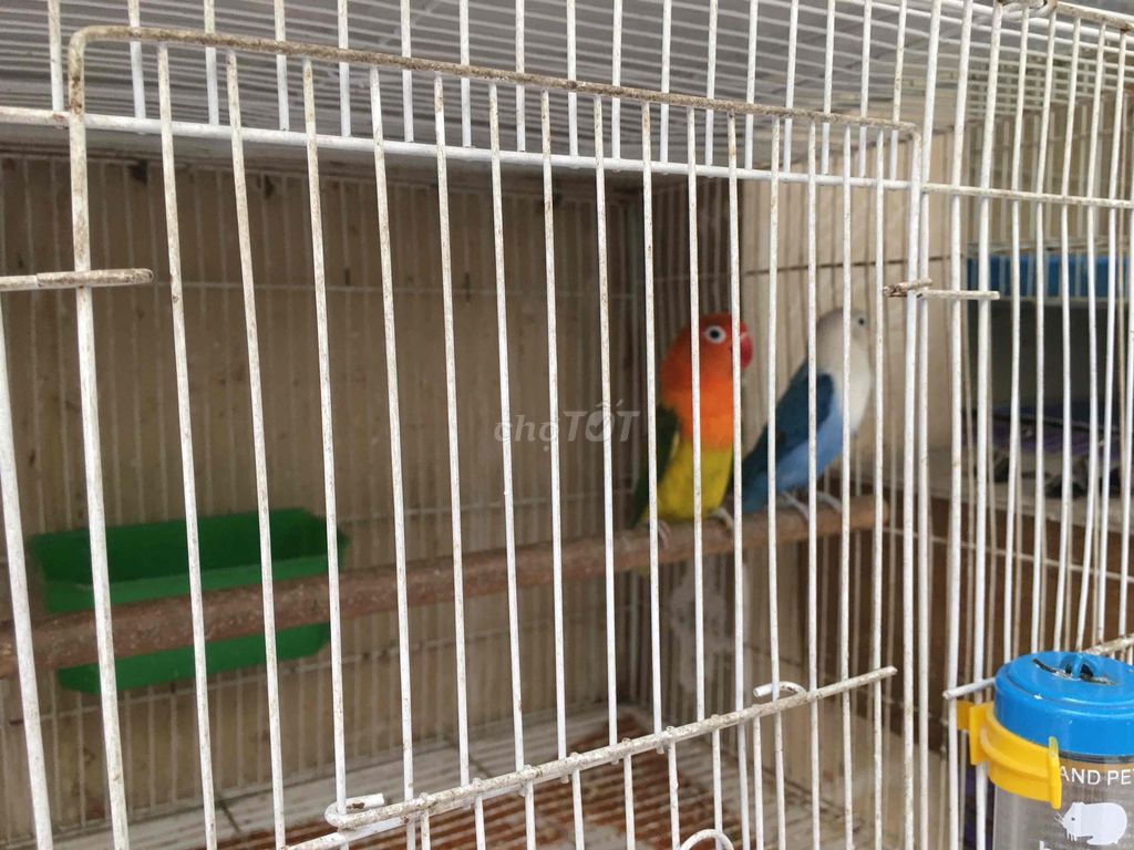 Lovebird sinh sản