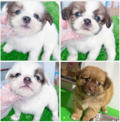 Chó phóc sóc x nhật mini bỏ túi.. Mua bán Chó tại Quận Bình Tân Tp Hồ Chí Minh được đăng bởi Tâm Nguyễn hình 1
